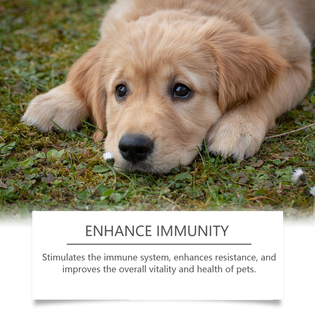 Food Supplements for Dogs to Boost Immunity and Promote Dog Vitality Health Dietary Supplements