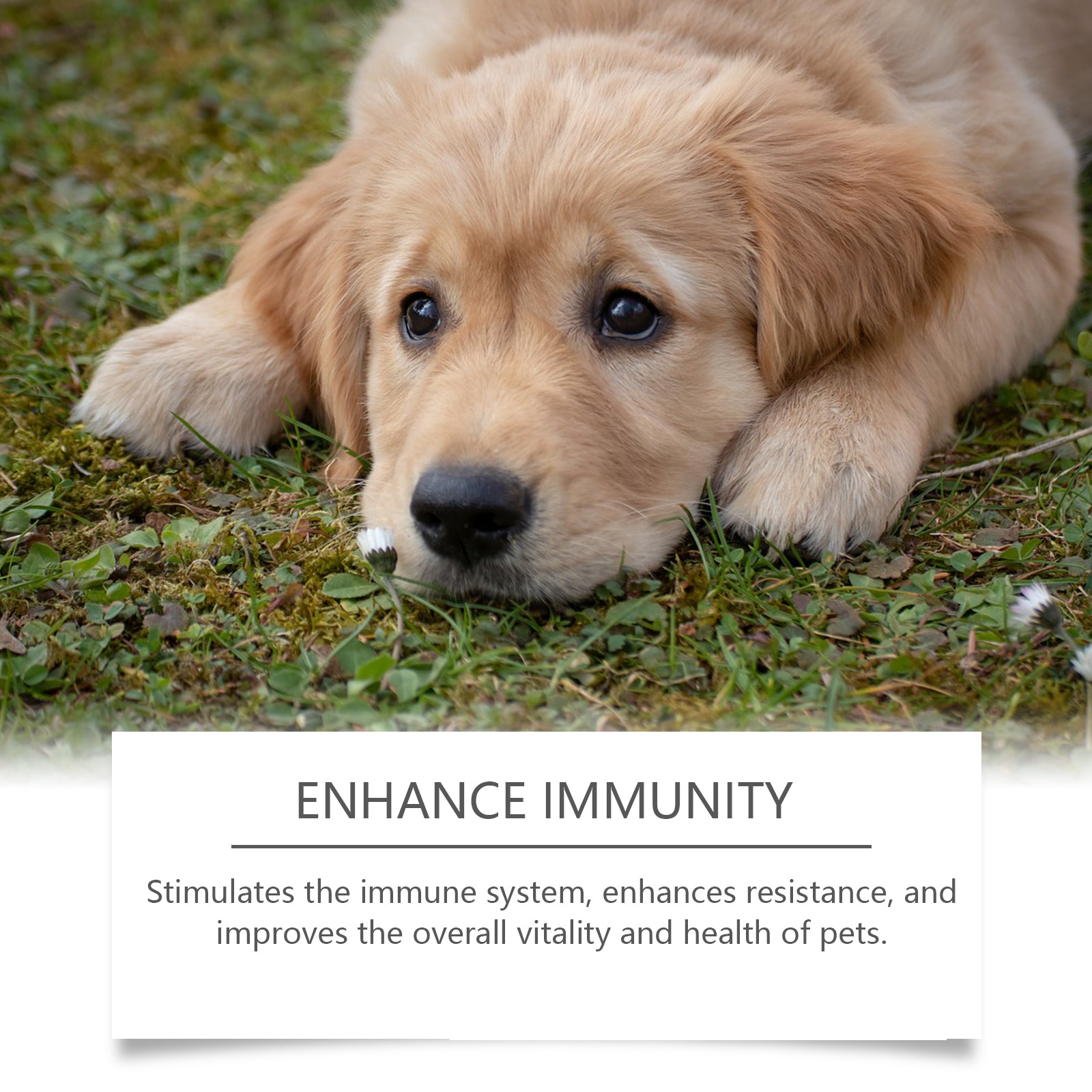 Food Supplements for Dogs to Boost Immunity and Promote Dog Vitality Health Dietary Supplements