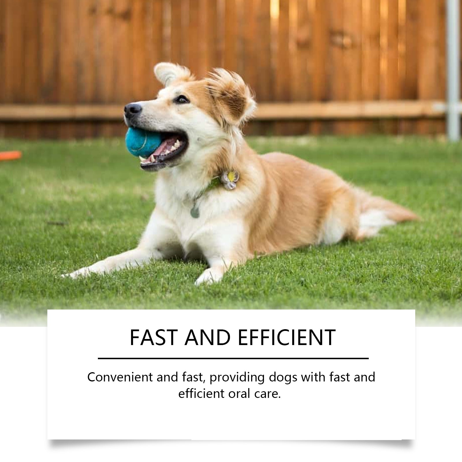 Pet oral care water, dog cleaning teeth tartar odor care lasting fresh care